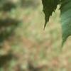 Castanea dentata, leaves