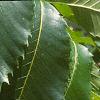 Castanea dentata, leaves