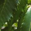 Castanea dentata, leaves