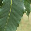 Castanea dentata, leaves