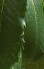 Castanea dentata, leaves