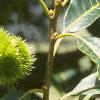 Castanea dentata, fruit