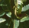 Castanea dentata, fruit