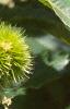 Castanea dentata, fruit