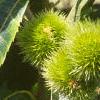 Castanea dentata, fruit