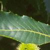 Castanea dentata, fruit