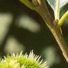 Castanea dentata, fruit