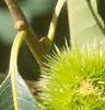 Castanea dentata, fruit