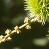 Castanea dentata, fruit