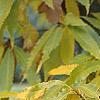 Castanea dentata, fall color