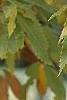 Castanea dentata, fall color