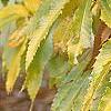 Castanea dentata, fall color