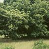 Castanea mollissima, habit
