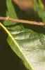 Castanea mollissima, leaves