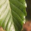 Castanea mollissima, leaves