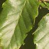 Castanea mollissima, leaves