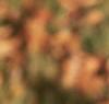 Castanea mollissima, leaves
