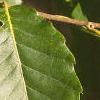 Castanea mollissima, leaves