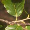 Castanea mollissima, leaves