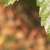 Castanea mollissima, leaves