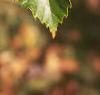 Castanea mollissima, leaves