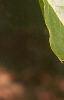 Castanea mollissima, leaves