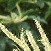Castanea mollissima, flowers