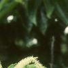 Castanea mollissima, flowers