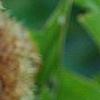 Castanea mollissima, fruit