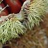 Castanea mollissima, fruit