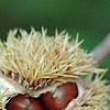 Castanea mollissima, fruit