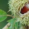 Castanea mollissima, fruit