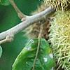 Castanea mollissima, fruit