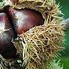 Castanea mollissima, fruit