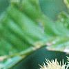 Castanea mollissima, fruit
