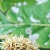 Castanea mollissima, fruit