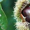 Castanea mollissima, fruit