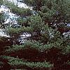 Castanea mollissima, fall color