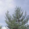 Castanea mollissima, fall color