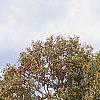 Castanea mollissima, fall color