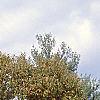 Castanea mollissima, fall color