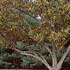Castanea mollissima, fall color