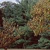 Castanea mollissima, fall color
