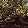 Castanea mollissima, fall color