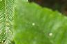 Fagus grandifolia, leaves