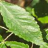 Fagus grandifolia, leaves