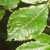 Fagus grandifolia, leaves