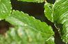 Fagus grandifolia, leaves