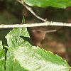 Fagus grandifolia, leaves