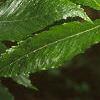 Fagus grandifolia, leaves